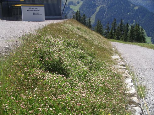 Ergebnis von Hydrosaat auf Kofferböschung 